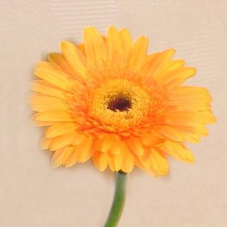 Gerbera%20orange%203