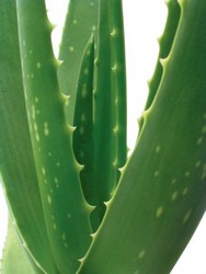 Aloe-vera