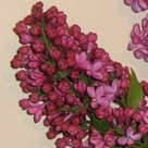 Lilas%20violet