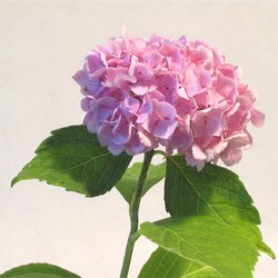 Hortensia%20rose