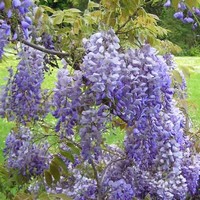 FLEURS%20DE%20GLYCINE