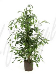 Ficus%20benjamina