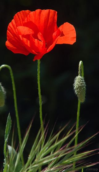 Fleur-coquelicot_2046