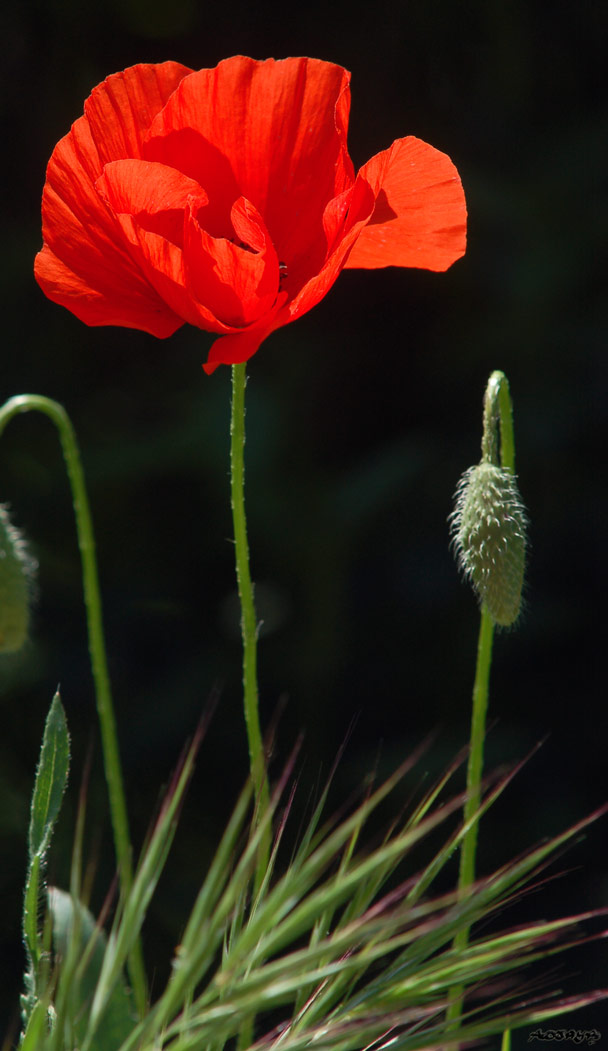 Fleur-coquelicot_2046