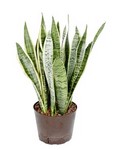 Sansevieria